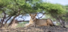 lion, Tarangire National Park, Tanzania